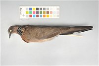 藏品(斑頸鳩)的圖片